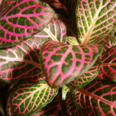 Fittonia agyroneura 'Mini Red Vein'