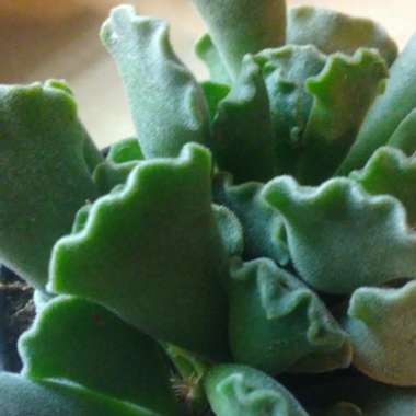 Adromischus cristatus