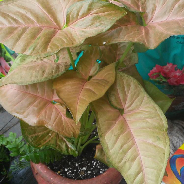 Plant image Syngonium podophyllum 'Pink Allusion'