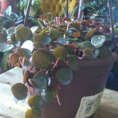 Peperomia 'Ruby Cascade'