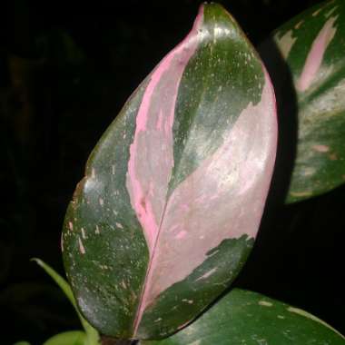 Philodendron 'Pink Princess' syn. Philodendron erubescens 'Pink Princess'