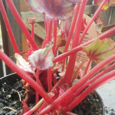 Begonia (Rex Cultorum Group)  syn. Begonia rex