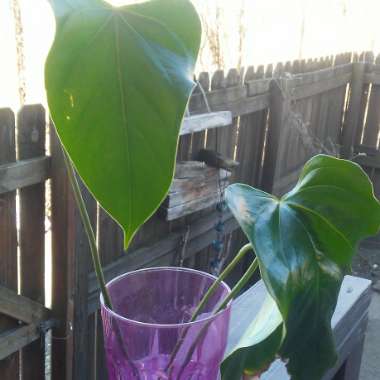 Anthurium (Andraeanum Group)  syn. Anthurium andraeanum