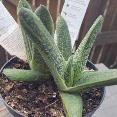 Gasteria