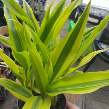 Dracaena fragrans 'Lemon Lime'