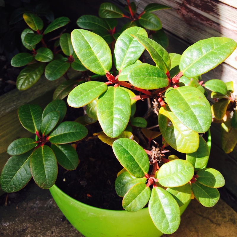 Rhododendron