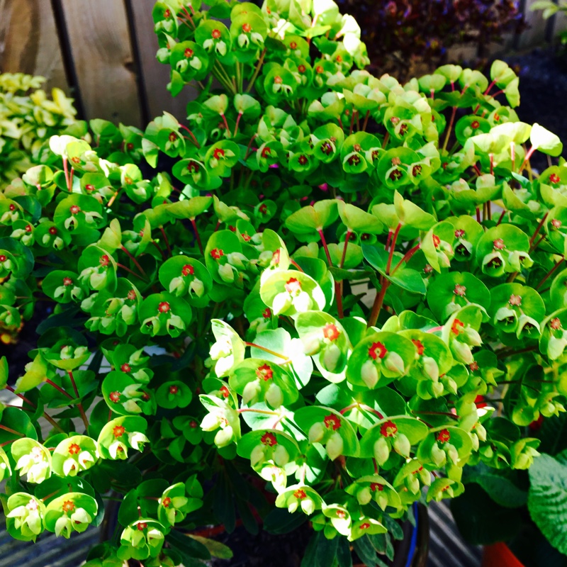 Wood Spurge 'Purpurea'