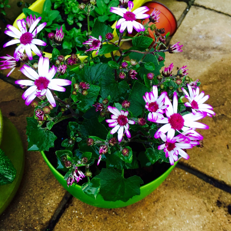 Florist's Cineraria 'Senetti Blue Bicolor'