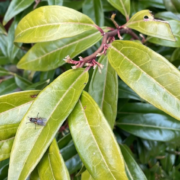 Plant image Sarcococca ruscifolia var. chinensis