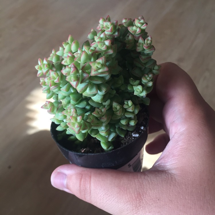 Plant image Crassula Tom Thumb Variegata