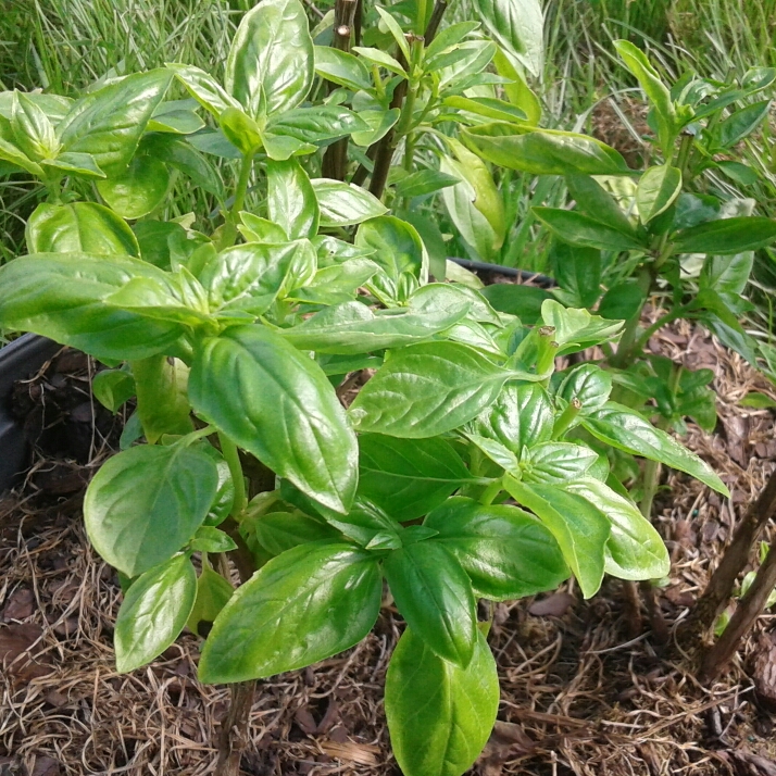 Plant image Ocimum basilicum var. minimum syn. Ocimum minimum, Ocimum basilicum var. minimum 'Greek', Ocimum basilicum 'Bush'