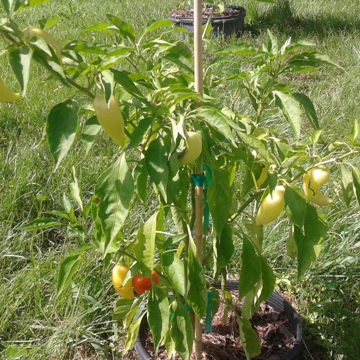 Plant image Capsicum 'Sweet Banana'