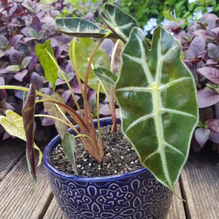 Plant image Alocasia 'Bambino Arrow' (Bambino Series)