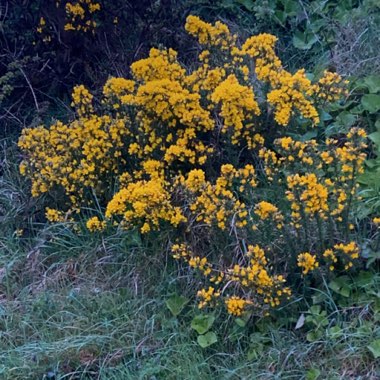 heather's garden