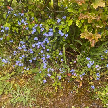 heather's garden