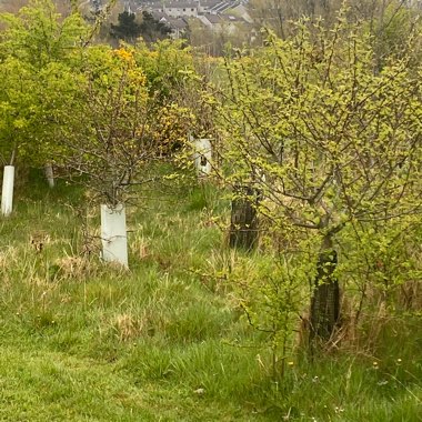 heather's garden