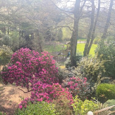 heather's garden