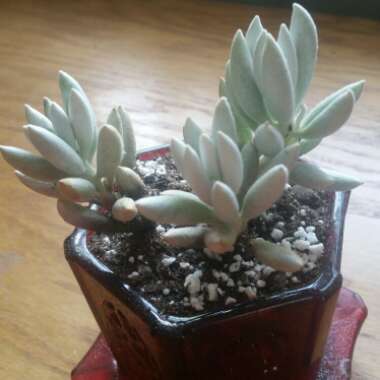 Senecio Haworthii