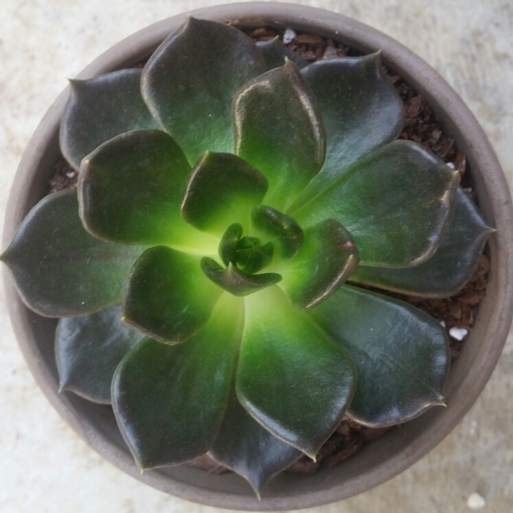 plant image 1007930