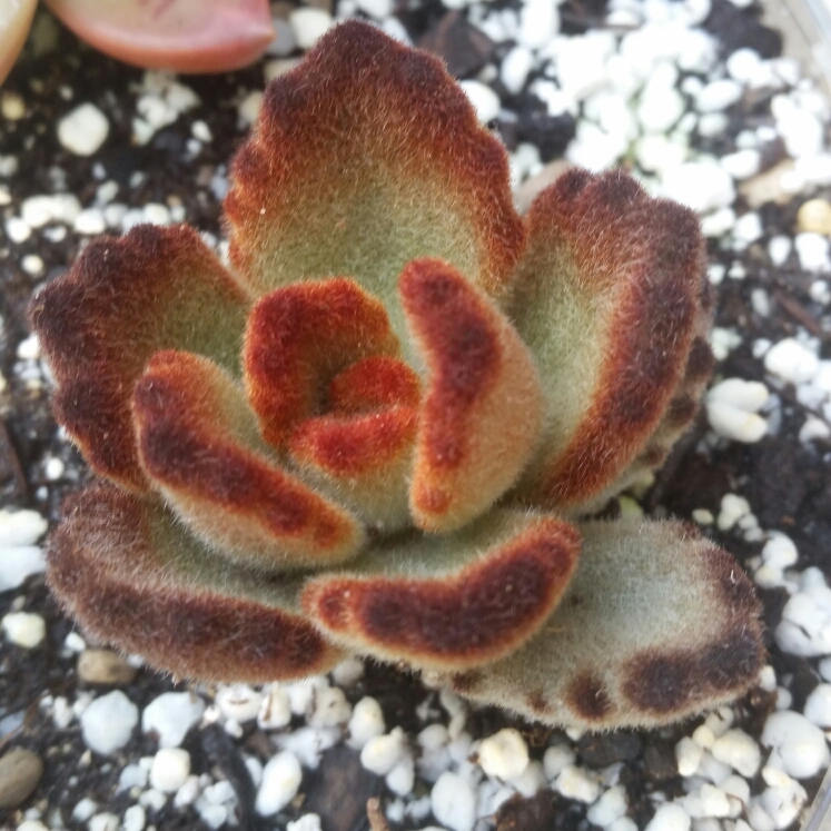 Plant image Kalanchoe tomentosa 'Teddy Bear'