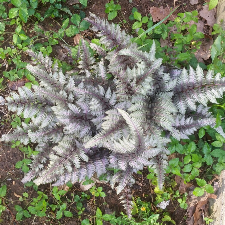 Plant image Athyrium niponicum var. pictum 'Wildwood Twist'