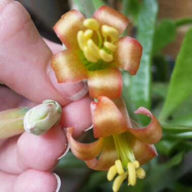 Cotyledon orbiculata 'White Sprite'