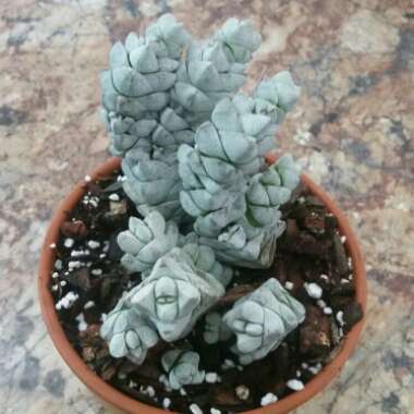 Crassula deceptor syn. Crassula deceptrix