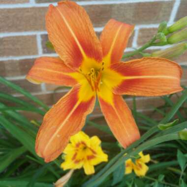 Hemerocallis