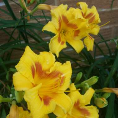 Hemerocallis 'Black-Eyed Stella'