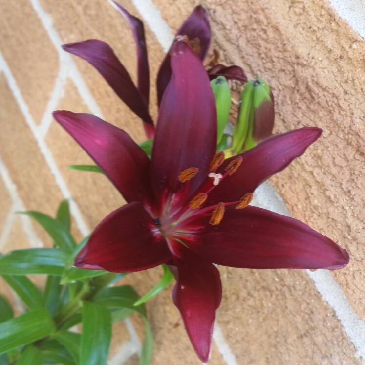 Plant image Lilium 'Black Jewel'