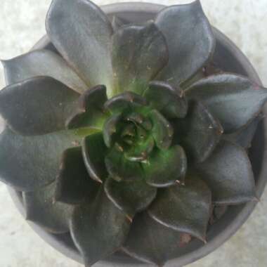 Echeveria Black Prince