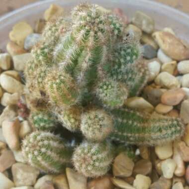 Echinopsis chamaecereus syn. Chamaecereus silvestrii