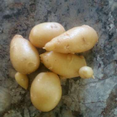 Solanum tuberosum