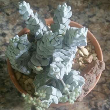 Crassula deceptor syn. Crassula deceptrix