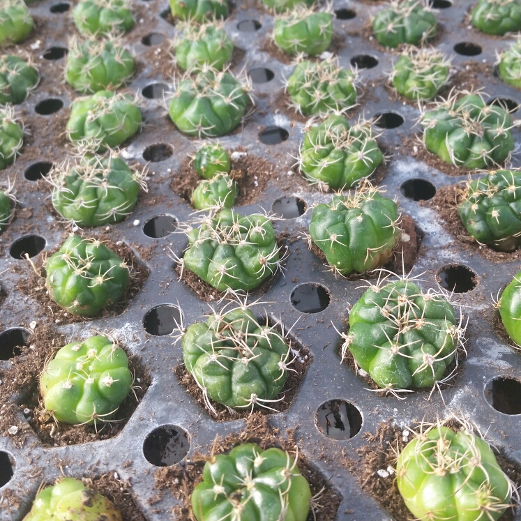 Plant image Gymnocalycium anisitsii subs. multiproliferum