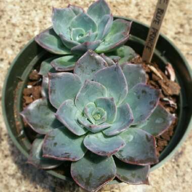 Echeveria 'Blue Prince'