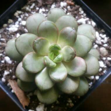 xGraptoveria Amethorum