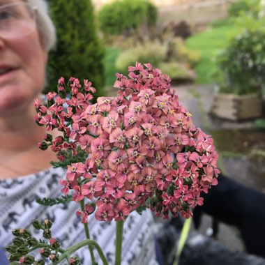 Yarrow