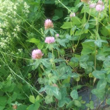 Wild Red Clover