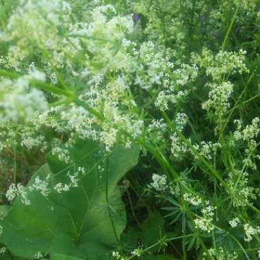 Heath Bedstraw