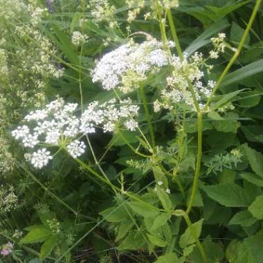 Ground Elder