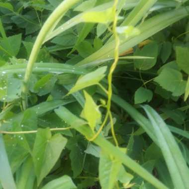 Field Bindweed