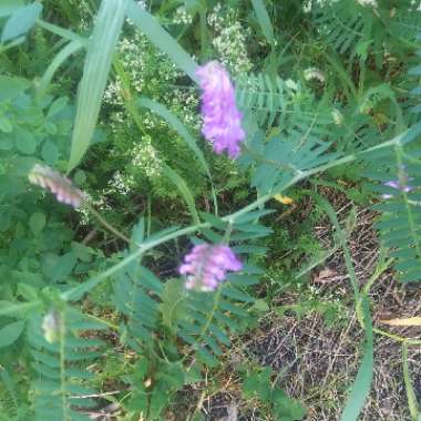 Purple Vetch