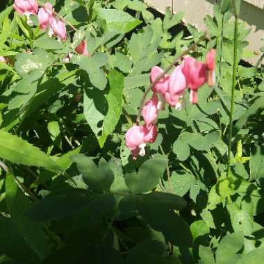 Common Bleeding Heart