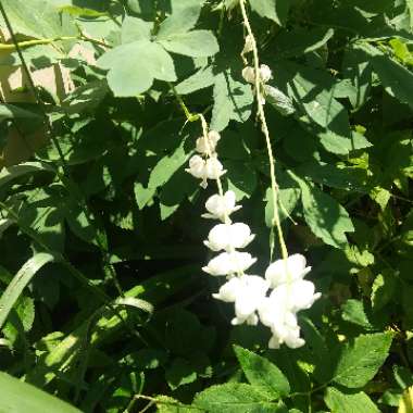 Common Bleeding Heart