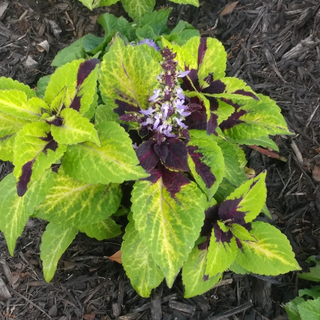 Plant image Plectranthus scutellarioides 'Pineapple Beauty'