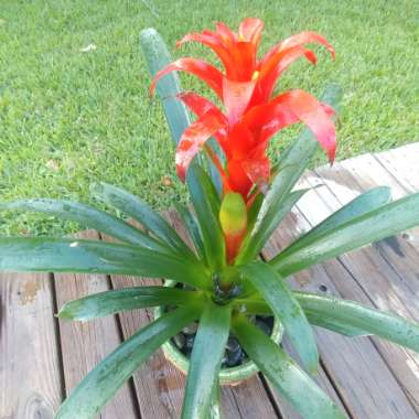 Bromeliad