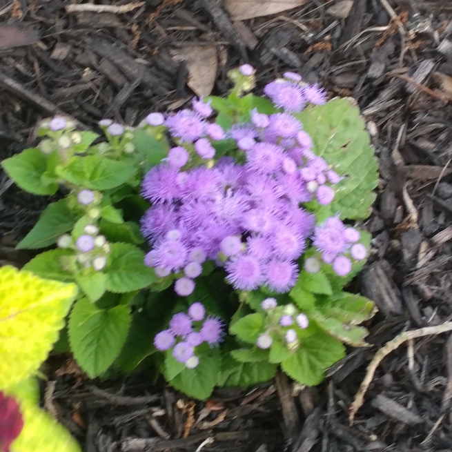 Plant image Ageratum houstonianum 'Blue Mink'