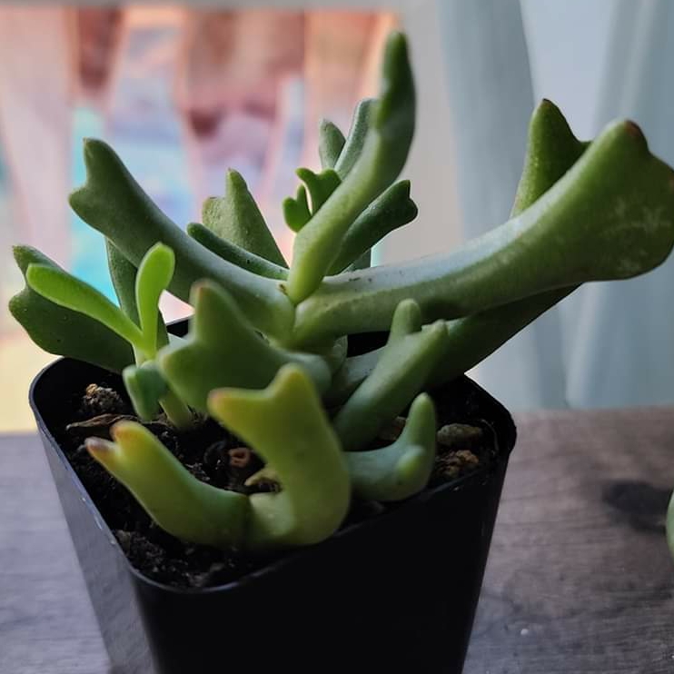 Plant image Cotyledon orbiculata 'Elk Horns'