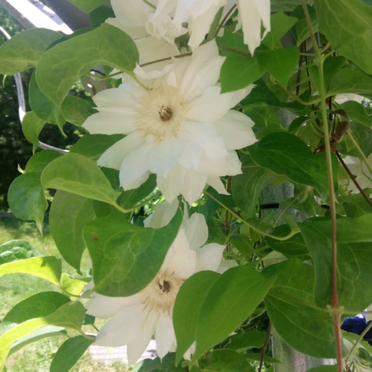 Plant image Clematis 'Duchess of Edinburgh'